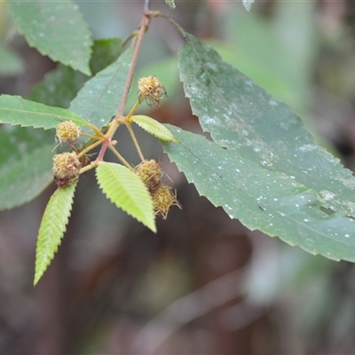 Callicoma serratifolia (Black Wattle, Butterwood, Tdgerruing) at Durras North, NSW - 8 Jan 2025 by plants