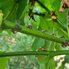 Scolypopa australis (Passionvine hopper, Fluffy bum) at Weston, ACT - 9 Jan 2025 by BJR