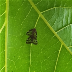 Scolypopa australis at Weston, ACT - 9 Jan 2025 06:12 PM