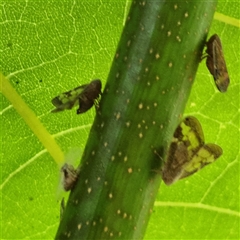 Scolypopa australis at Weston, ACT - 9 Jan 2025 06:12 PM