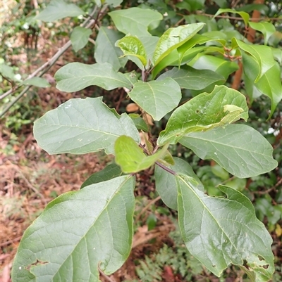 Clerodendrum tomentosum (Hairy Clerodendrum) at Durras North, NSW - 8 Jan 2025 by plants