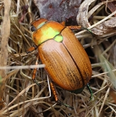 Anoplognathus brunnipennis (Green-tailed Christmas beetle) at Mongarlowe, NSW - 7 Jan 2025 by LisaH