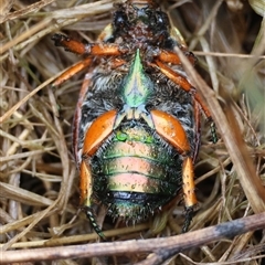 Anoplognathus brunnipennis at Mongarlowe, NSW - suppressed