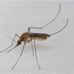 Aedes sp. (genus) (Mosquito) at Melba, ACT - 8 Jan 2025 by kasiaaus