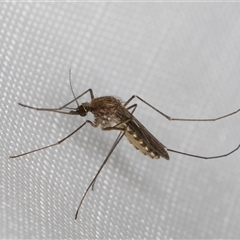 Aedes sp. (genus) at Melba, ACT - 8 Jan 2025 10:15 PM