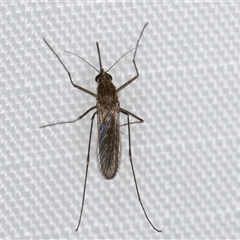 Aedes sp. (genus) at Melba, ACT - 8 Jan 2025 10:15 PM