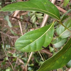 Cryptocarya microneura (Murrogun) at Durras North, NSW - 8 Jan 2025 by plants