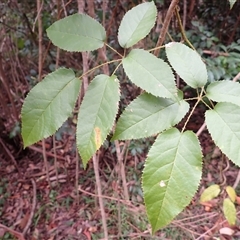 Rubus nebulosus (A Native Raspberry) at Durras North, NSW - 8 Jan 2025 by plants