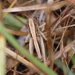 Caledia captiva (grasshopper) at Mongarlowe, NSW - 7 Jan 2025 by LisaH