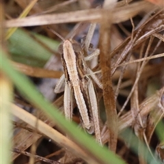 Unidentified Grasshopper, Cricket or Katydid (Orthoptera) at Mongarlowe, NSW - 7 Jan 2025 by LisaH