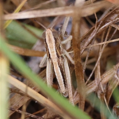 Caledia captiva (grasshopper) at Mongarlowe, NSW - 7 Jan 2025 by LisaH