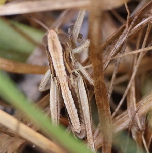 Caledia captiva at Mongarlowe, NSW - suppressed