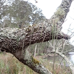 Dockrillia teretifolia (A Rat's Tail Orchid) at East Lynne, NSW - 8 Jan 2025 by plants