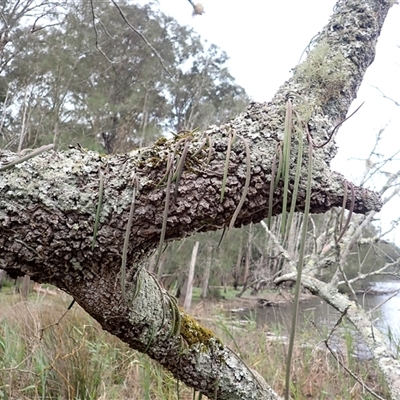 Dockrillia teretifolia (A Rat's Tail Orchid) at East Lynne, NSW - 8 Jan 2025 by plants