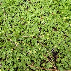 Leptinella longipes at East Lynne, NSW - 8 Jan 2025 by plants