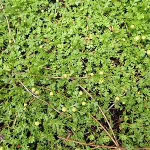 Leptinella longipes at East Lynne, NSW - 8 Jan 2025 12:57 PM