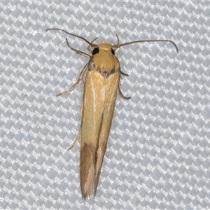 Stathmopoda (genus) at Melba, ACT - 8 Jan 2025