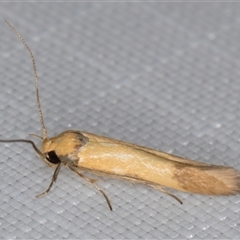 Stathmopoda (genus) at Melba, ACT - 8 Jan 2025 10:17 PM