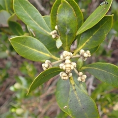 Avicennia marina subsp. australasica (Grey Mangrove) at Ulladulla, NSW - 8 Jan 2025 by plants