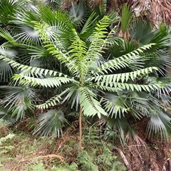 Polyscias murrayi (Pencil Cedar) at Durras North, NSW - 8 Jan 2025 by plants