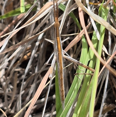 Acrida conica (Giant green slantface) at Bungendore, NSW - 9 Jan 2025 by clarehoneydove