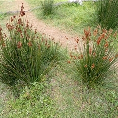 Juncus acutus subsp. acutus (Sharp Rush) at Durras North, NSW - 7 Jan 2025 by plants