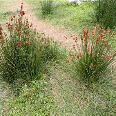 Juncus acutus subsp. acutus (Sharp Rush) at Durras North, NSW - 8 Jan 2025 by plants