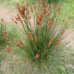 Juncus acutus subsp. acutus at Durras North, NSW - 8 Jan 2025 10:48 AM