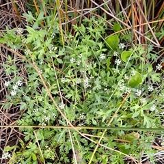 Apium prostratum subsp. prostratum (Sea Celery) at South Durras, NSW - 8 Jan 2025 by plants