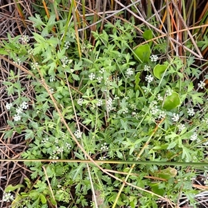 Apium prostratum subsp. prostratum at South Durras, NSW - 8 Jan 2025 09:50 AM