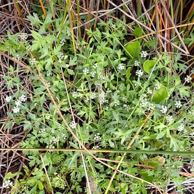 Apium prostratum subsp. prostratum (Sea Celery) at South Durras, NSW - 8 Jan 2025 by plants