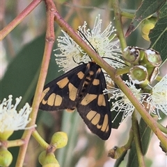 Amata nr aperta (Pale Spotted Tiger Moth) at Bungendore, NSW - 9 Jan 2025 by clarehoneydove