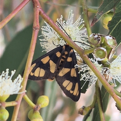 Amata nr aperta (Pale Spotted Tiger Moth) at Bungendore, NSW - 9 Jan 2025 by clarehoneydove