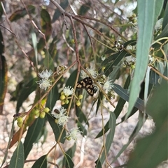 Amata nr aperta at Bungendore, NSW - 9 Jan 2025 04:16 PM