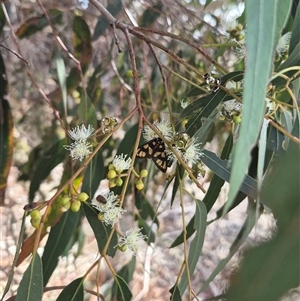 Amata nr aperta at Bungendore, NSW - 9 Jan 2025 04:16 PM