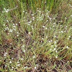 Samolus repens (Creeping Brookweed) at South Durras, NSW - 7 Jan 2025 by plants