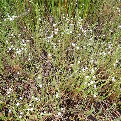 Samolus repens (Creeping Brookweed) at South Durras, NSW - 7 Jan 2025 by plants