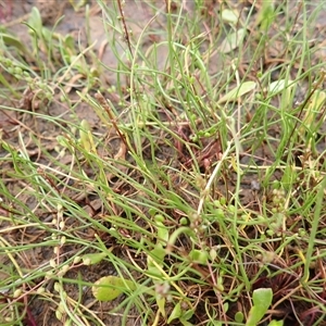 Triglochin striata at South Durras, NSW - 8 Jan 2025 09:20 AM