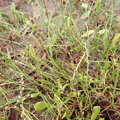 Triglochin striata (Streaked Arrowgrass) at South Durras, NSW - 8 Jan 2025 by plants