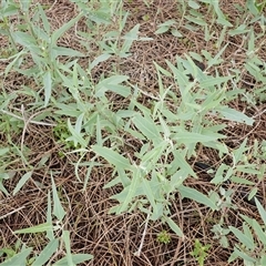 Atriplex australasica (Native Orache) at South Durras, NSW - 8 Jan 2025 by plants