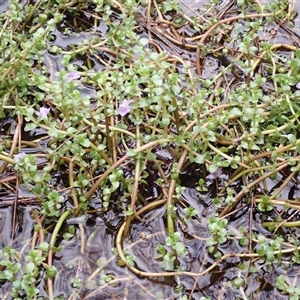 Thyridia repens at South Durras, NSW - 8 Jan 2025 09:11 AM