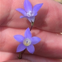 Wahlenbergia capillaris (Tufted Bluebell) at Bungendore, NSW - 9 Jan 2025 by clarehoneydove