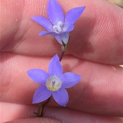 Wahlenbergia capillaris (Tufted Bluebell) at Bungendore, NSW - 9 Jan 2025 by clarehoneydove