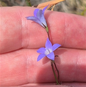 Wahlenbergia capillaris at Bungendore, NSW - 9 Jan 2025 03:53 PM