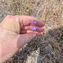 Wahlenbergia capillaris at Bungendore, NSW - 9 Jan 2025 03:53 PM