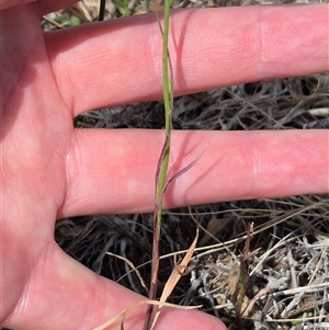 Wahlenbergia capillaris at Bungendore, NSW - 9 Jan 2025 03:53 PM