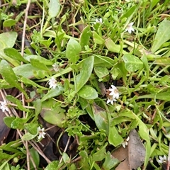 Goodenia radicans (Shiny Swamp-mat) at South Durras, NSW - 8 Jan 2025 by plants