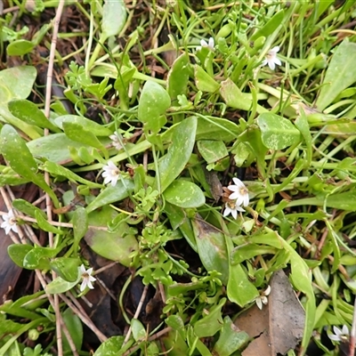 Goodenia radicans (Shiny Swamp-mat) at South Durras, NSW - 7 Jan 2025 by plants