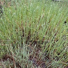 Salicornia quinqueflora (Bearded Samphire) at South Durras, NSW - 8 Jan 2025 by plants