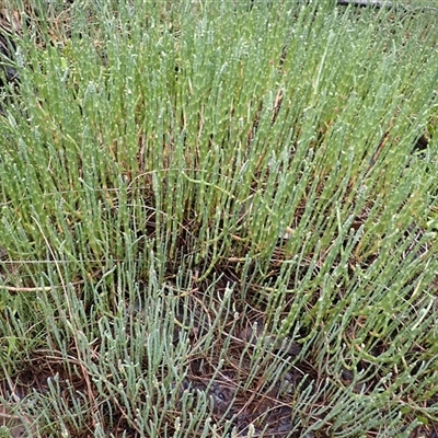 Salicornia quinqueflora (Bearded Samphire) at South Durras, NSW - 8 Jan 2025 by plants